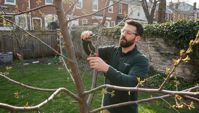 Arborist pruning fruit tree for optimal harvest in Philadelphia PA backyard orchard