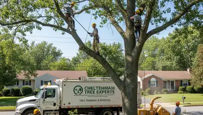 Professional tree removal services in Philadelphia PA by expert arborists