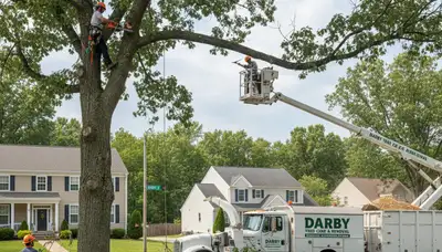 Professional tree removal service in Philadelphia, PA by certified arborists