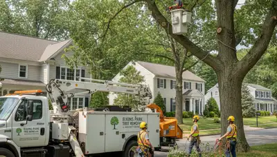 Professional tree removal service in Philadelphia PA safely clearing trees and debris