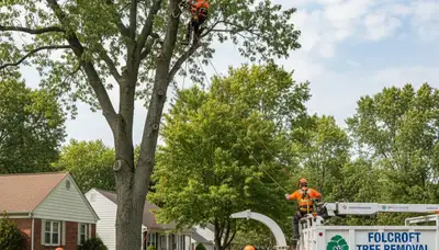 Professional tree removal service in Philadelphia PA by certified arborists