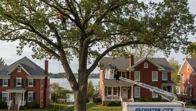Professional tree removal service in Philadelphia, PA by expert arborists