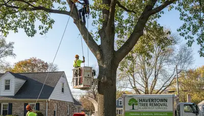 Professional tree removal service in Philadelphia PA safely cutting large oak tree branches