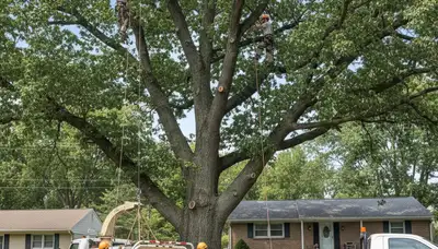 Professional tree removal service in Philadelphia PA safely cutting and clearing large trees