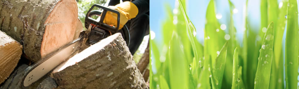 Tree Services Gloucester City NJ Tree Service Professionals in Gloucester City NJ Free Tree Service Quotes in Gloucester City NJ Tree Service Estimates in Gloucester City NJ