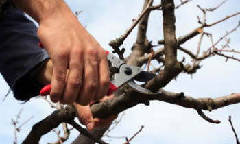 Tree Pruning in Philadelphia PA Tree Pruning Services in Philadelphia PA Quality Tree Pruning in Philadelphia PA